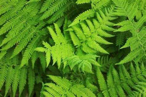 frond photo|free images of ferns.